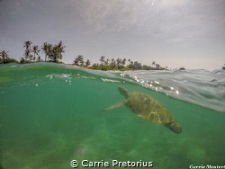 "Close to shore"
Taken whilst snorkelling with a Green t... by Carrie Pretorius 